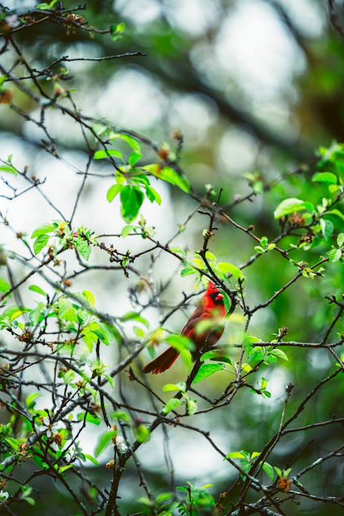 Close-up of a Bird Perching on a Tree Branch 