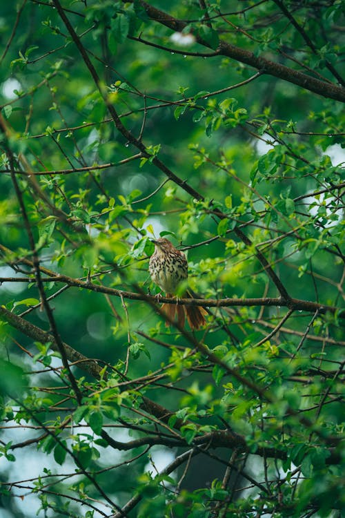 Bird Perching on the Tree Branch 