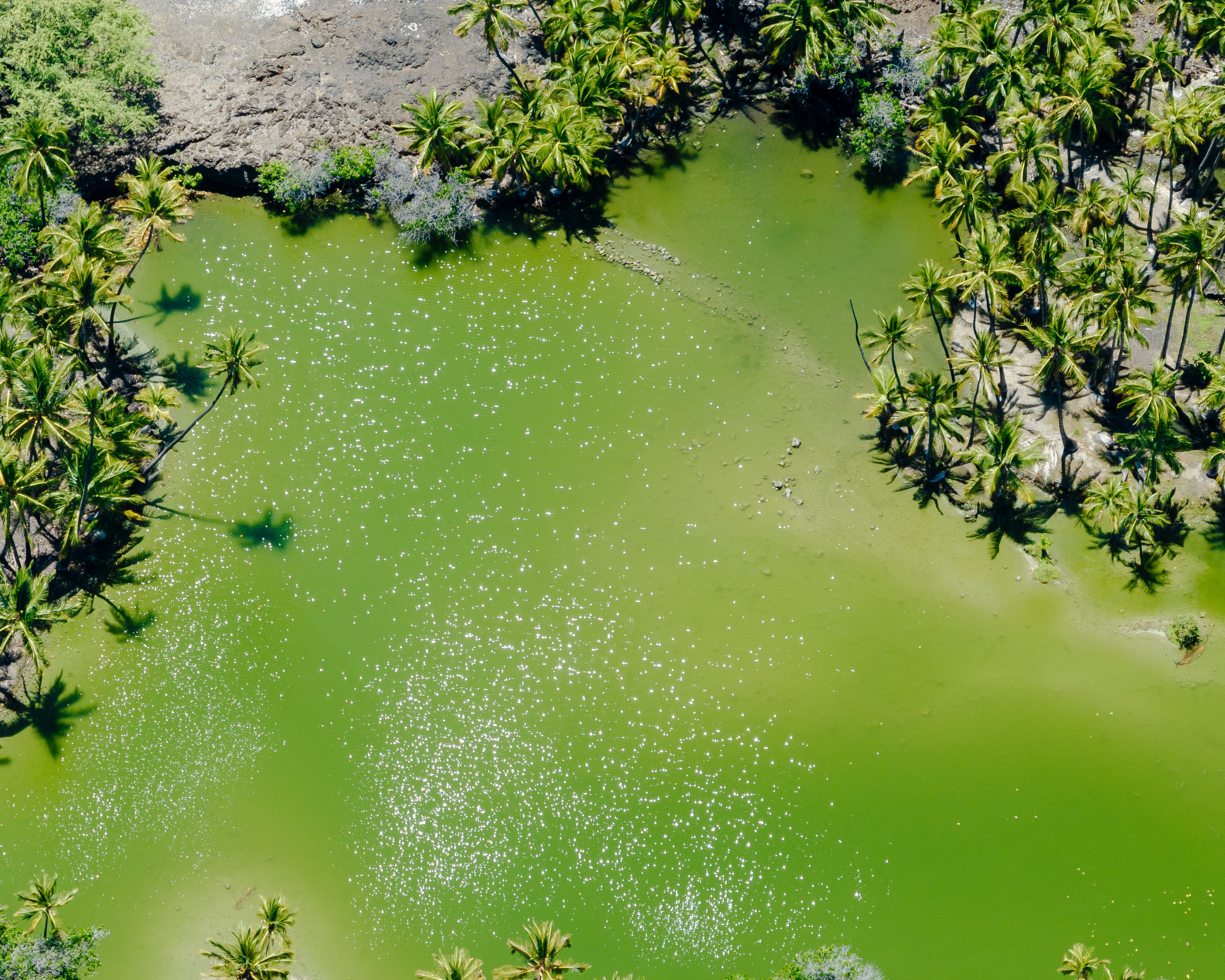 Stunning Volcano Adventure: Hilo Sightseeing w/ Optional Helicopter Tour Review Review 2026 - Aerial view of a lush green pond surrounded by palm trees in Waimea, Hawaii, showcasing tropical beauty.