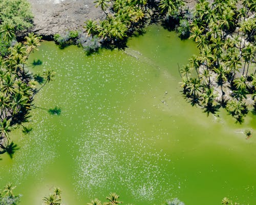 Fotos de stock gratuitas de estanque verde, formato cuadrado, foto con dron