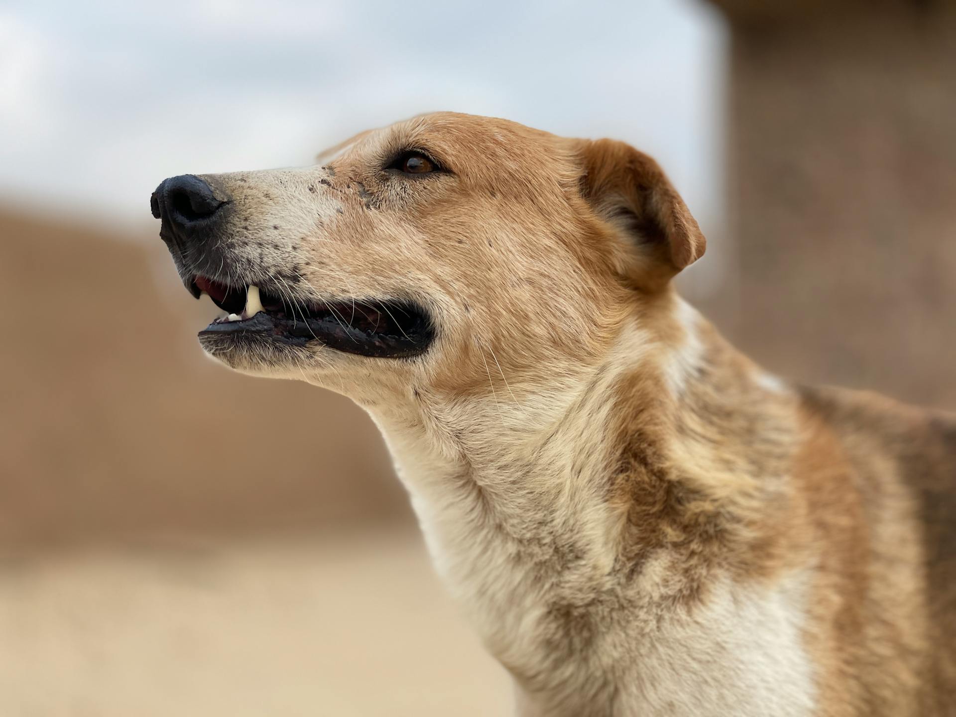 Close-up of the Head of a Dog