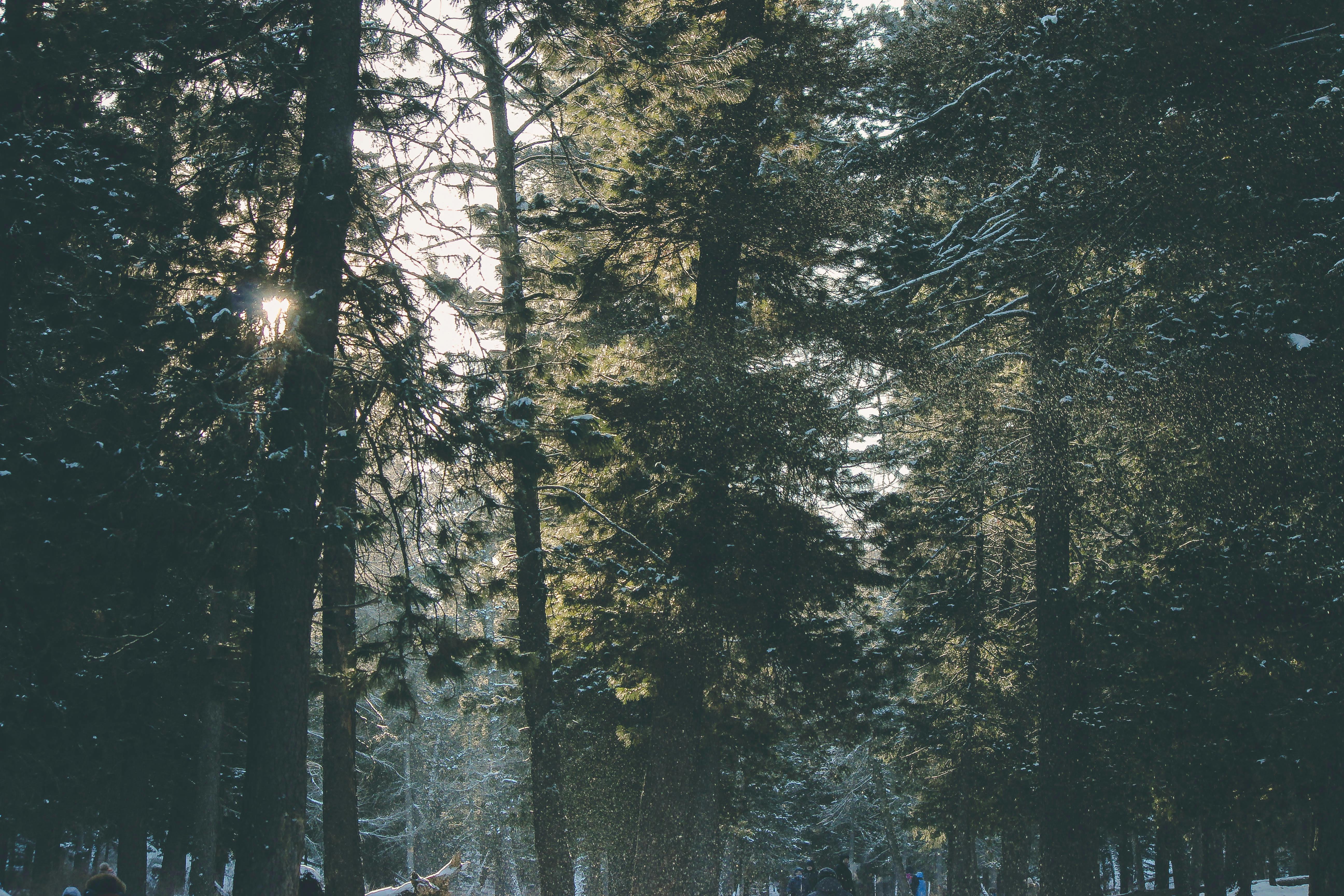 冬日里，白雪覆盖的森林一片宁静，阳光透过树木洒落下来