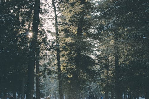 Orman Fotoğrafı