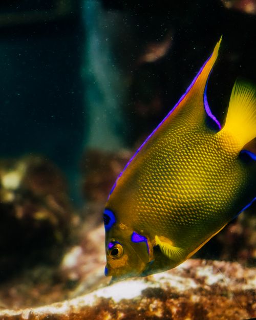 Free Colorful angelfish swimming gracefully underwater in a coral reef ecosystem. Stock Photo