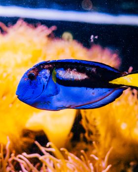 A vivid blue tang fish swims gracefully among colorful coral reef in an aquarium.