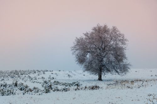 Free A tree stands alone in a serene snowy field under a pastel winter sky. Stock Photo