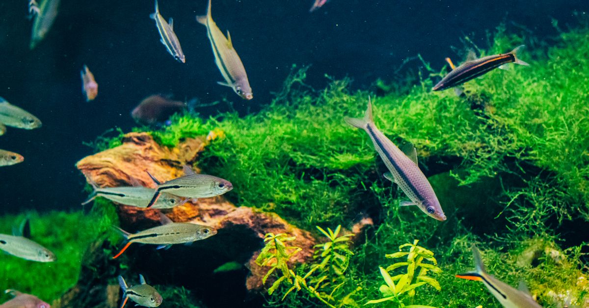 Colorful aquarium with vibrant fish swimming among lush plants and rocks.