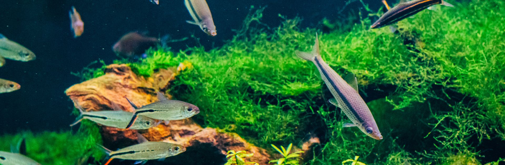 Colorful aquarium with vibrant fish swimming among lush plants and rocks.