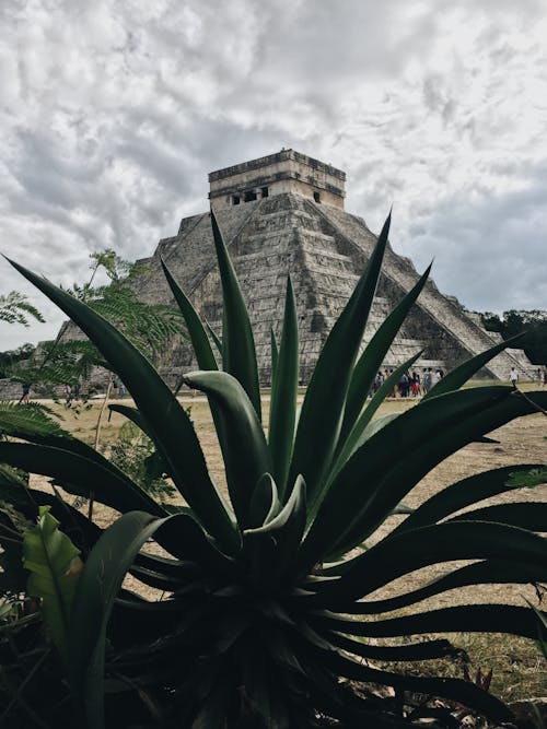 An Agave near El Castillo in Chichen Itza, Mexico