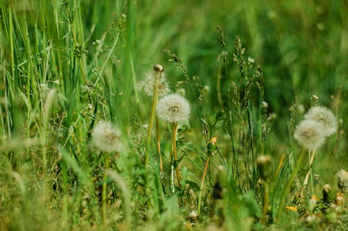 Dandelions in the Meadow 