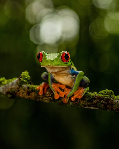 가지, 개구리, 동물의 무료 스톡 사진