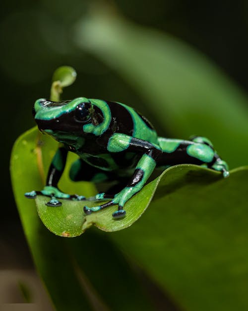 Foto stok gratis alam, amfibi, dendrobates auratus