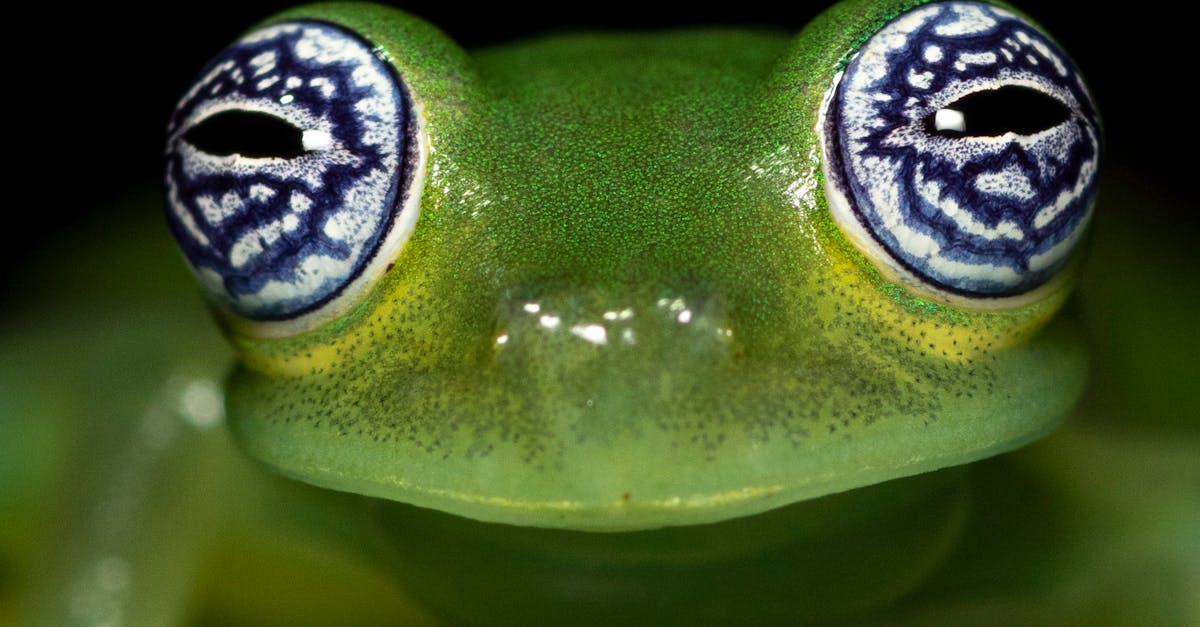 Close up of Frog Eyes · Free Stock Photo