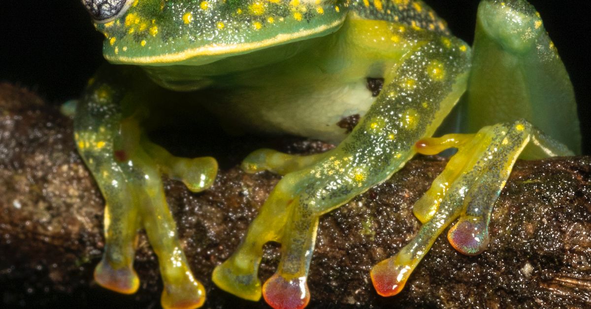 Rama Rana Primer Plano De Una Rana Verde En La Rama · Foto de stock gratuita
