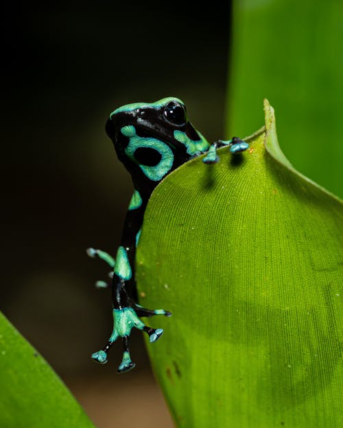 Green Poison Frog on Leaf