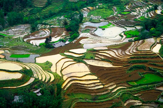 A breathtaking aerial shot showcasing terraced rice fields in vibrant colors, capturing nature's intricate patterns.