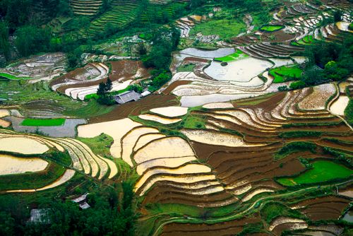 Free A breathtaking aerial shot showcasing terraced rice fields in vibrant colors, capturing nature's intricate patterns. Stock Photo