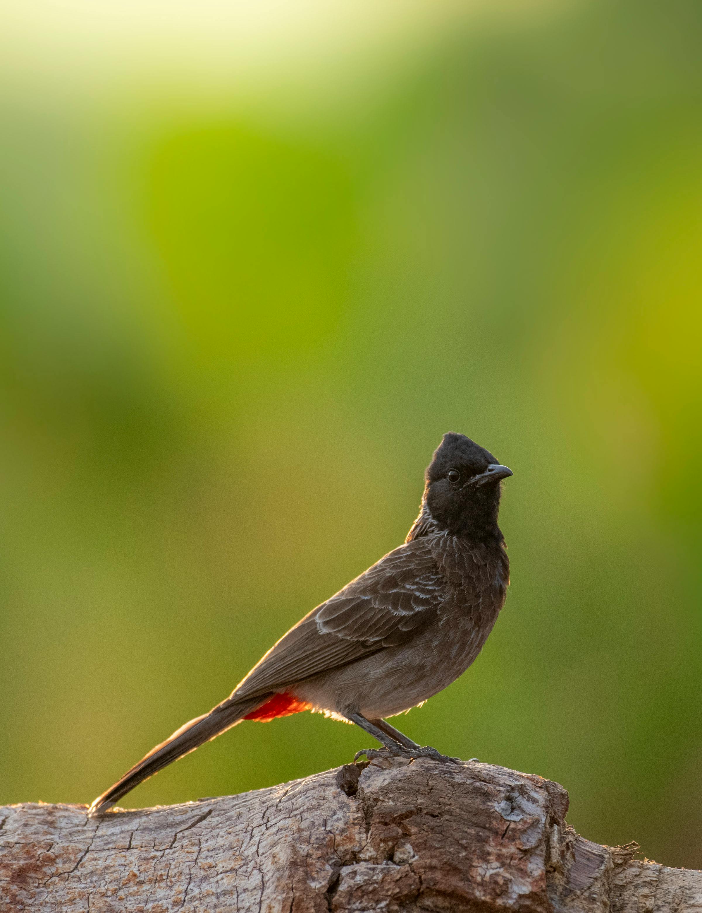 red vented bulbul in close up