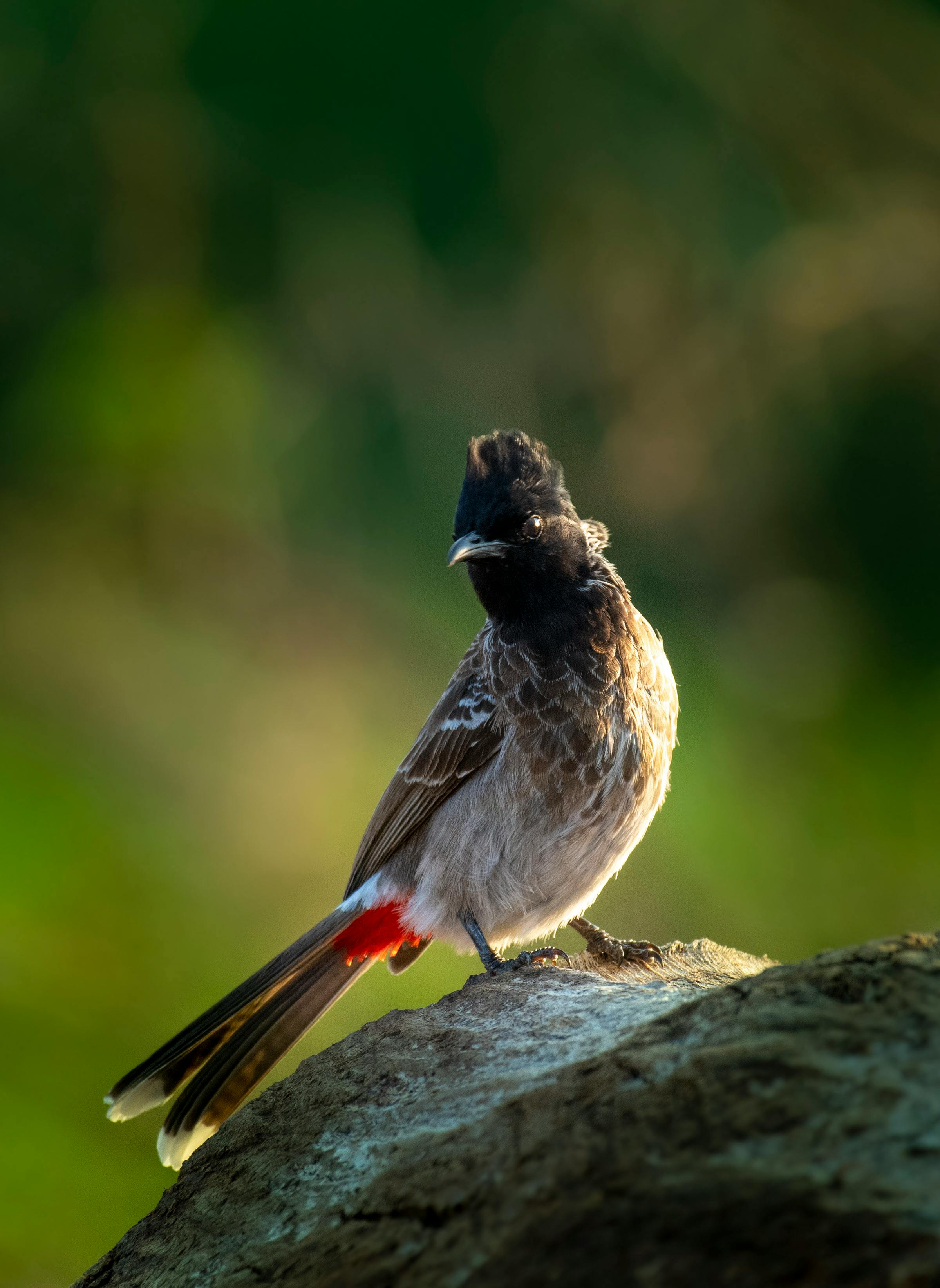 red vented bulbul perching on rock