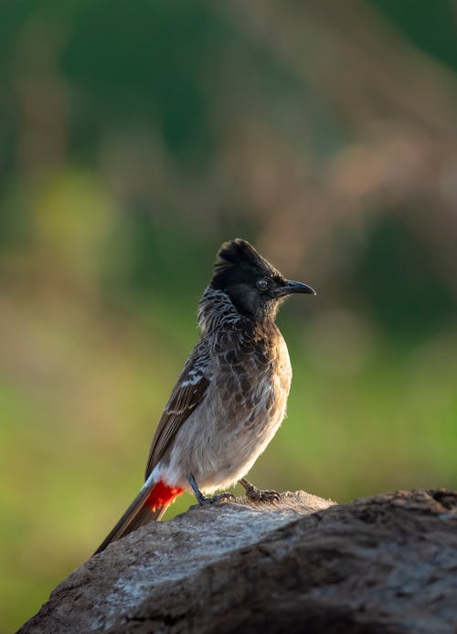 Red Vented Bulbul Perching on Rock