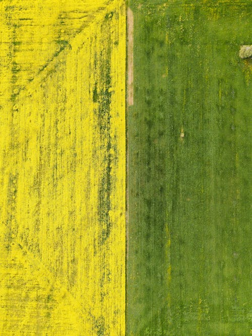 Aerial View of Yellow Rapeseed Field next to the Green Field
