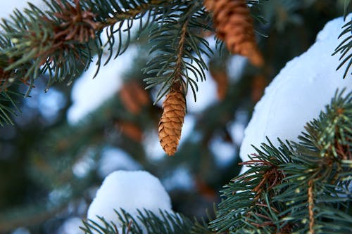 Free Selective Focus Photography of Brown Pine Cone Stock Photo