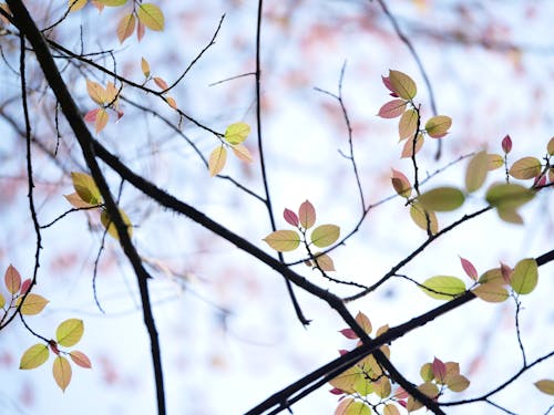 Close-up of Yellow Leaves on a Branch 