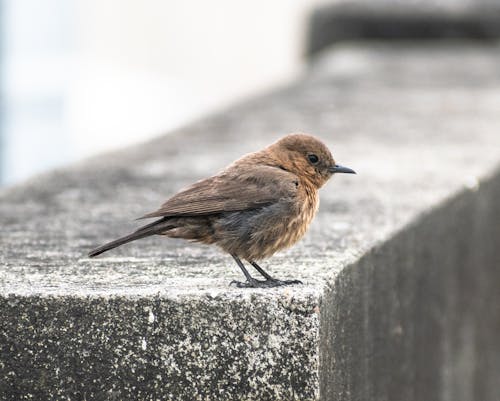 Ingyenes stockfotó állat, barna rock chat, fényképek a vadvilágról témában