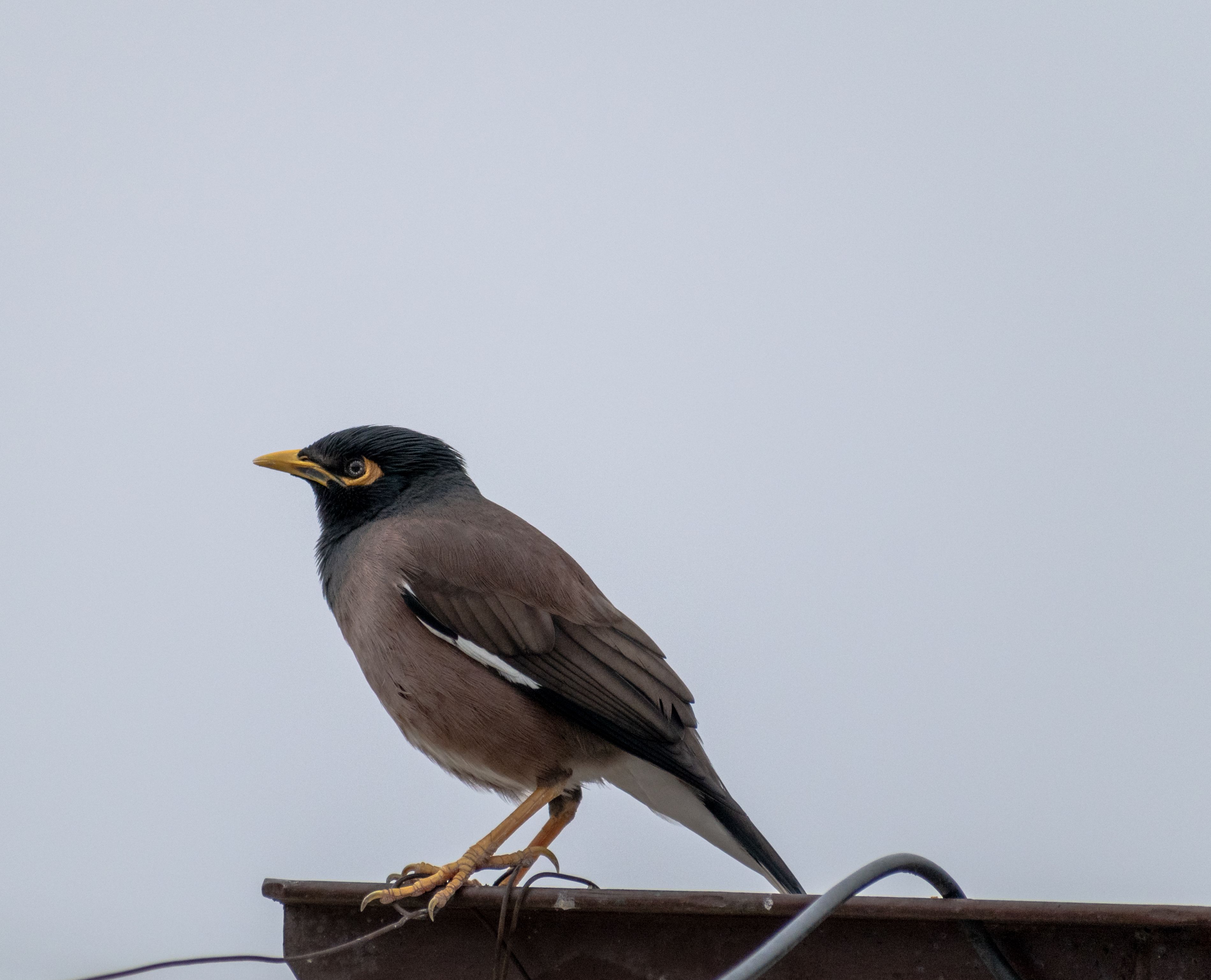 Close up of Indian Myna · Free Stock Photo