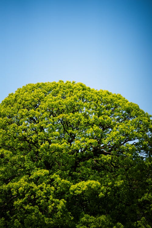 Darmowe zdjęcie z galerii z błękitne niebo, korona drzewa, krajobraz