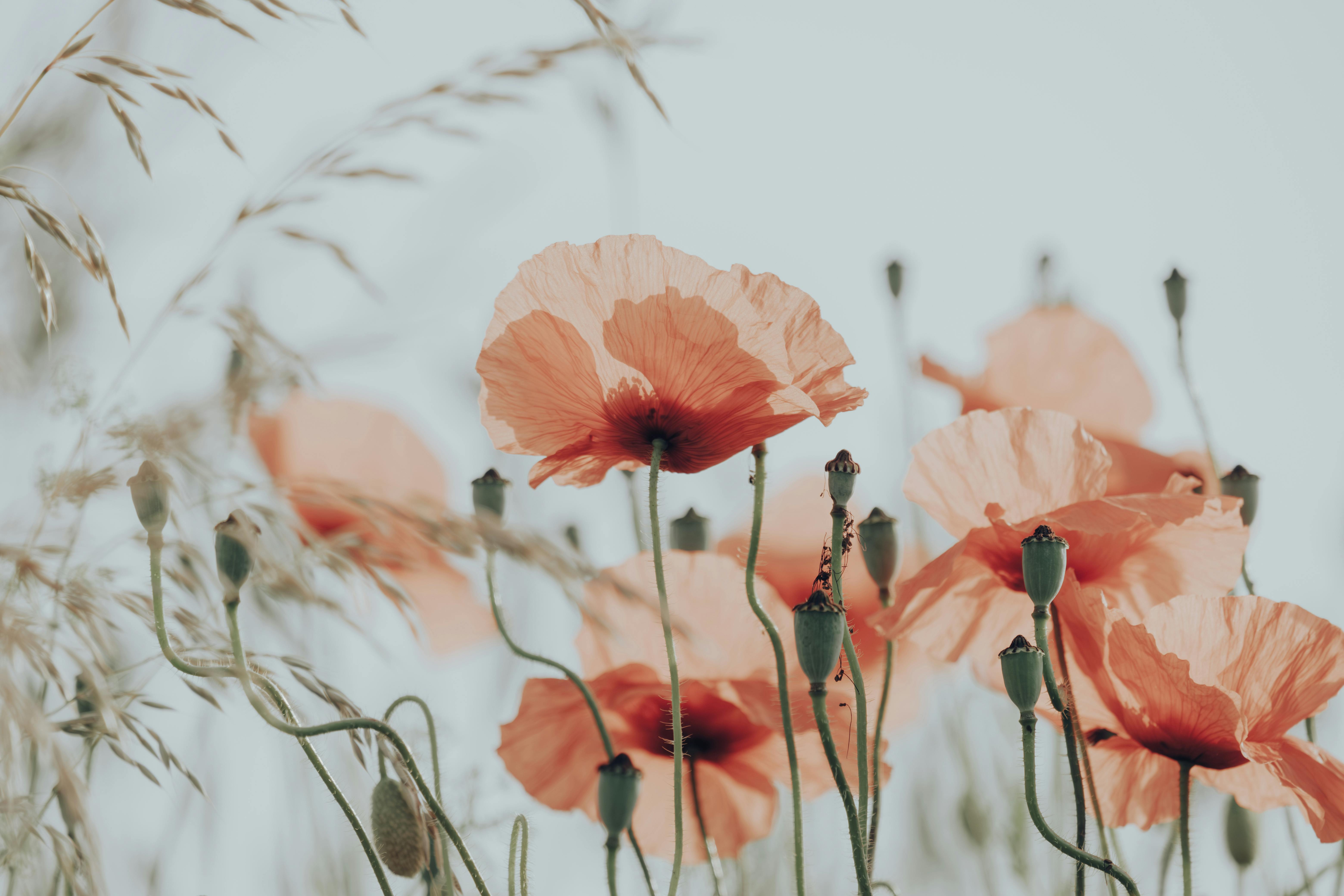 Close-up of red poppies in a serene outdoor setting, capturing the essence of nature's beauty.