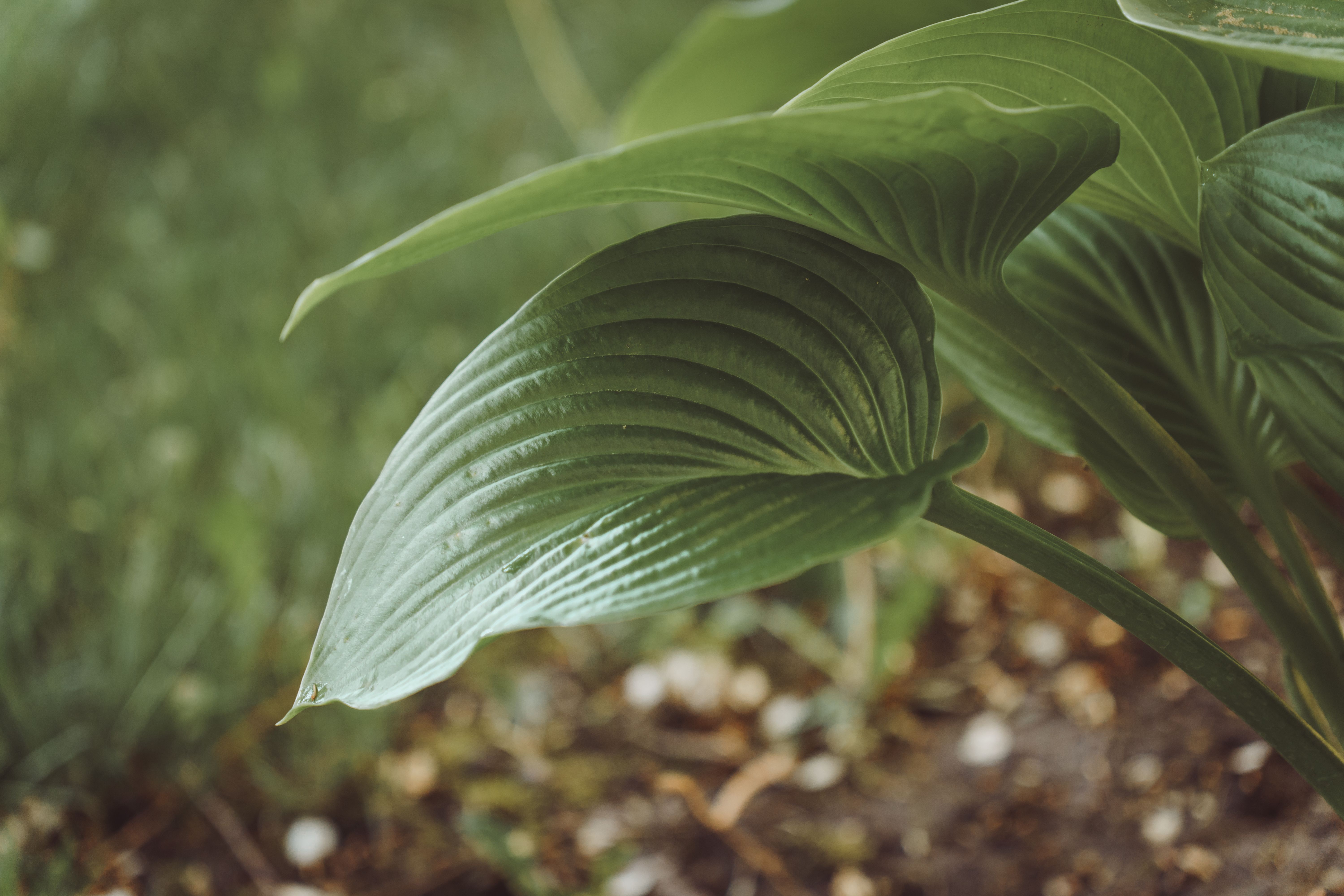 Hosta Plant Leaves and Stems · Free Stock Photo