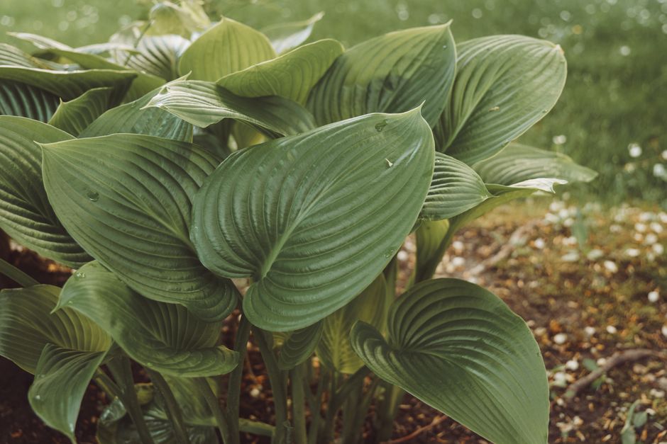 Close-up view of vibrant green hosta leaves in a garden, displaying natural beauty and texture.