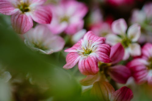 Pink Flowers Blooming in the Garden