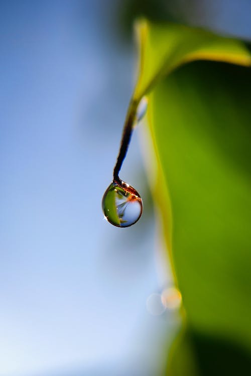 Free Dew Drop Hanging from a Green Leaf Stock Photo