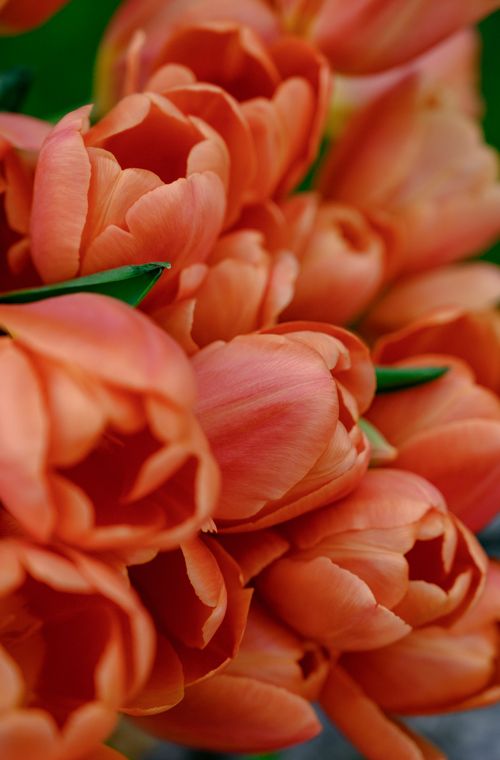 Free Stunning close-up of vibrant orange tulips, perfect for floral decor or romantic occasions. Stock Photo