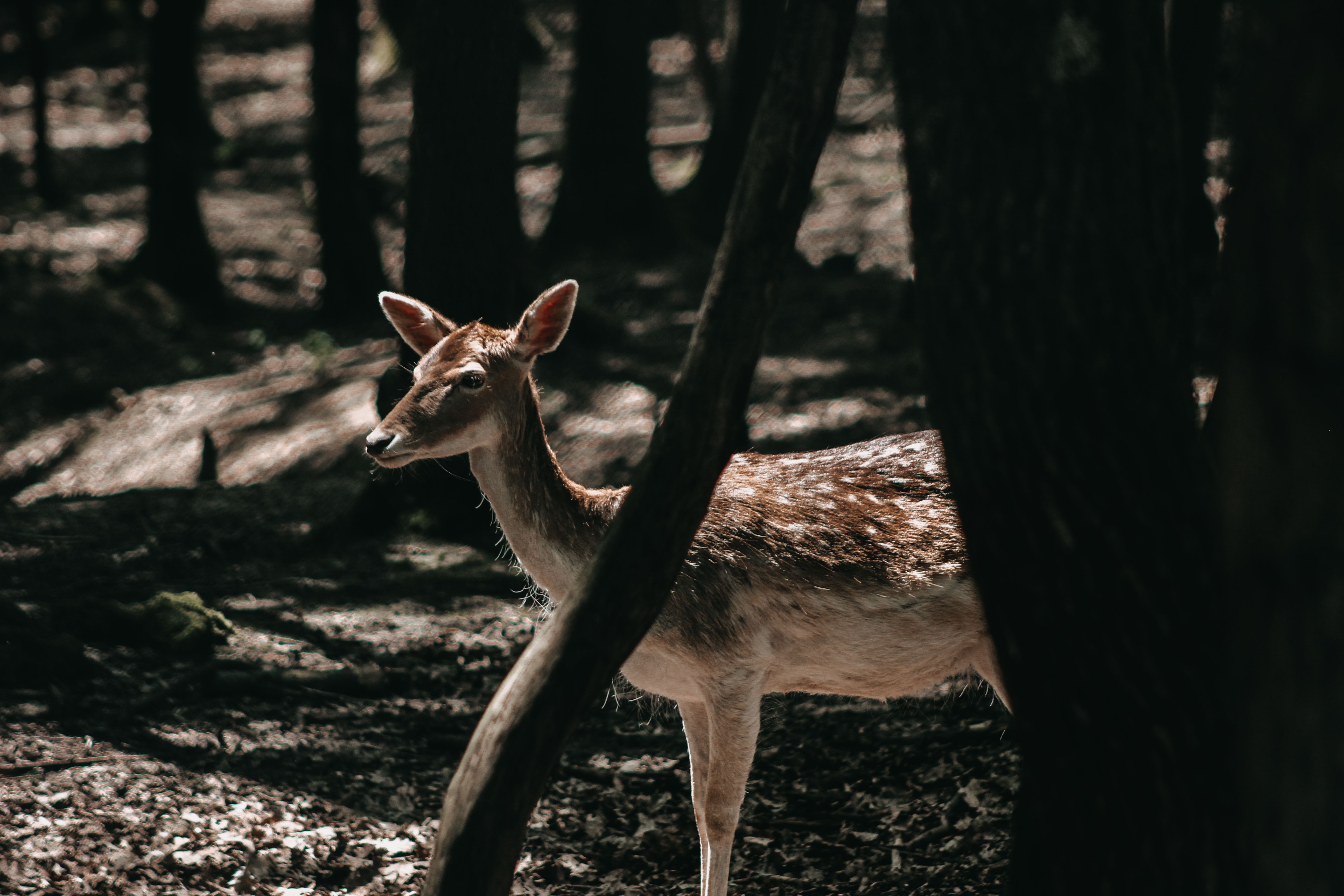 A deer stands gracefully in a sunlit clearing in the forest, showcasing nature's serene beauty.