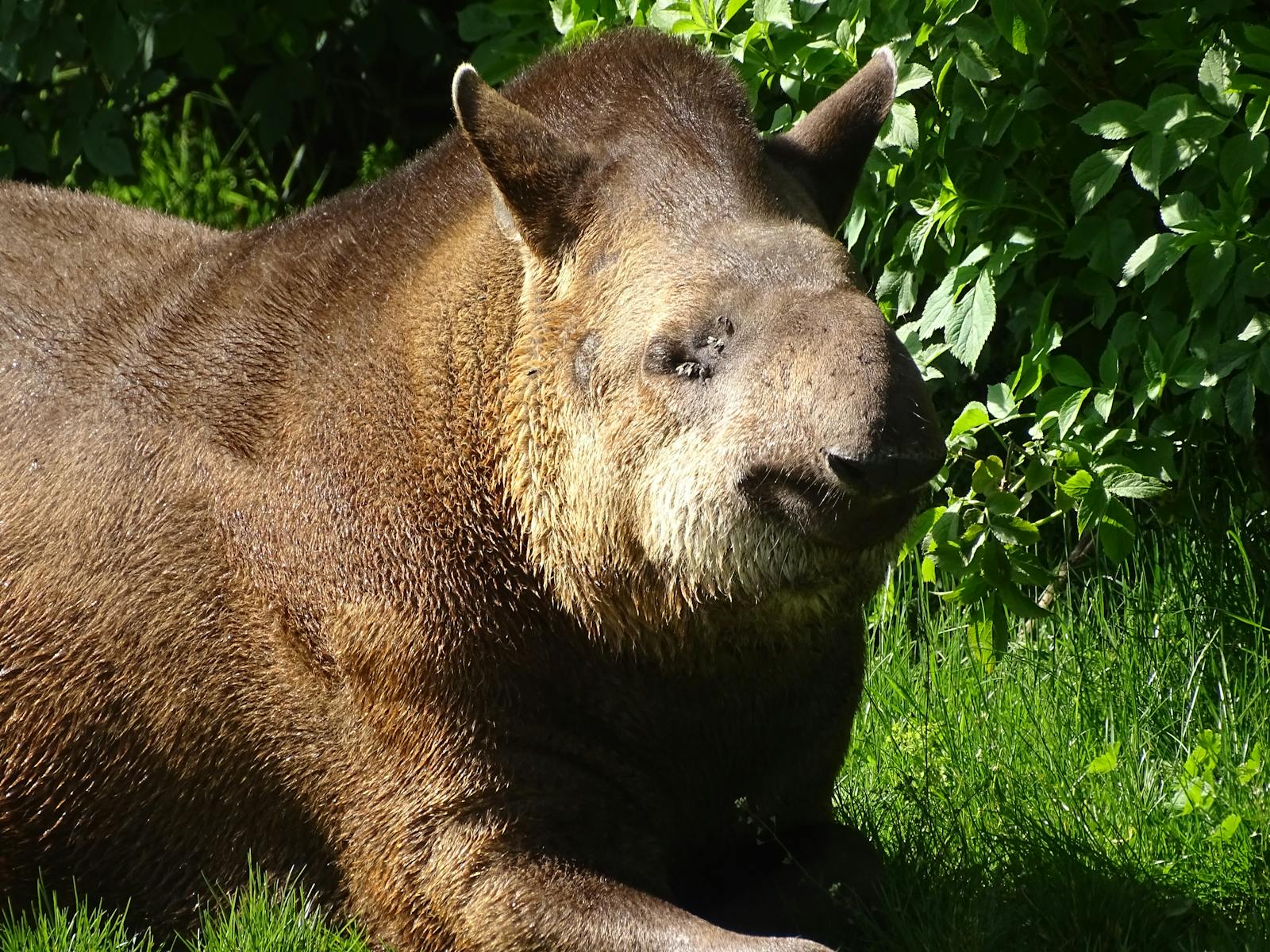 Family dinner table after a meal with dishes and glasses still on the table