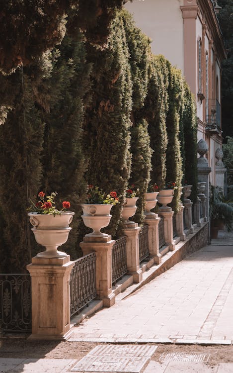 Decorative fence with flowerpots and a row of Thuja trees behind it