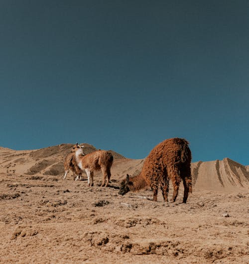 Llamas in a Barren Wasteland