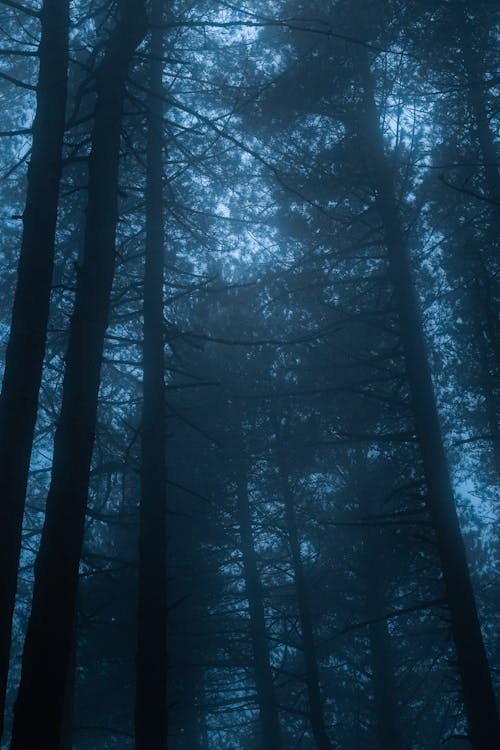 Бесплатное стоковое фото с плотный туман