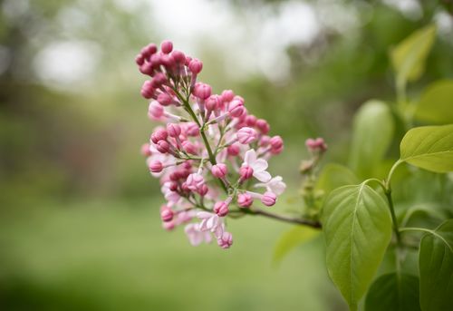 Free Beautiful close-up of pink lilac flowers blooming on a spring day. Stock Photo