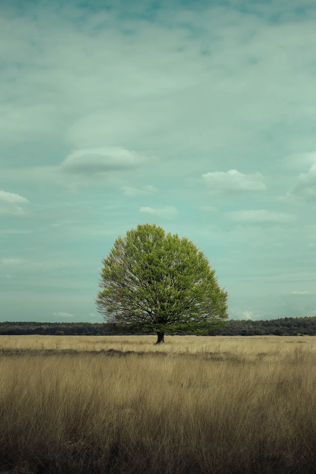 tree