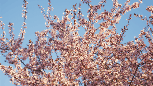 bahar, dallar, dar açılı çekim içeren Ücretsiz stok fotoğraf