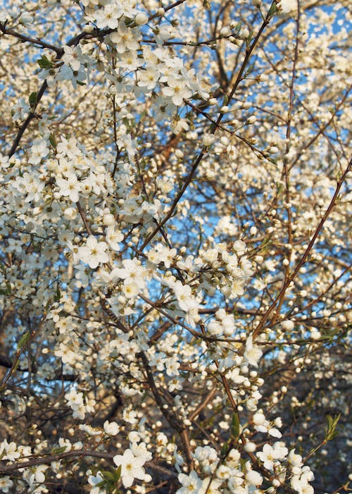 Foto d'estoc gratuïta de arbre, blanc, cirera