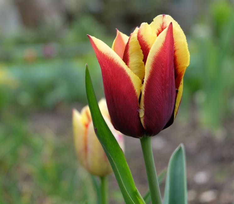 A close-up of a red and yellow tulip blooming in a garden setting. Perfect depiction of springtime flora.