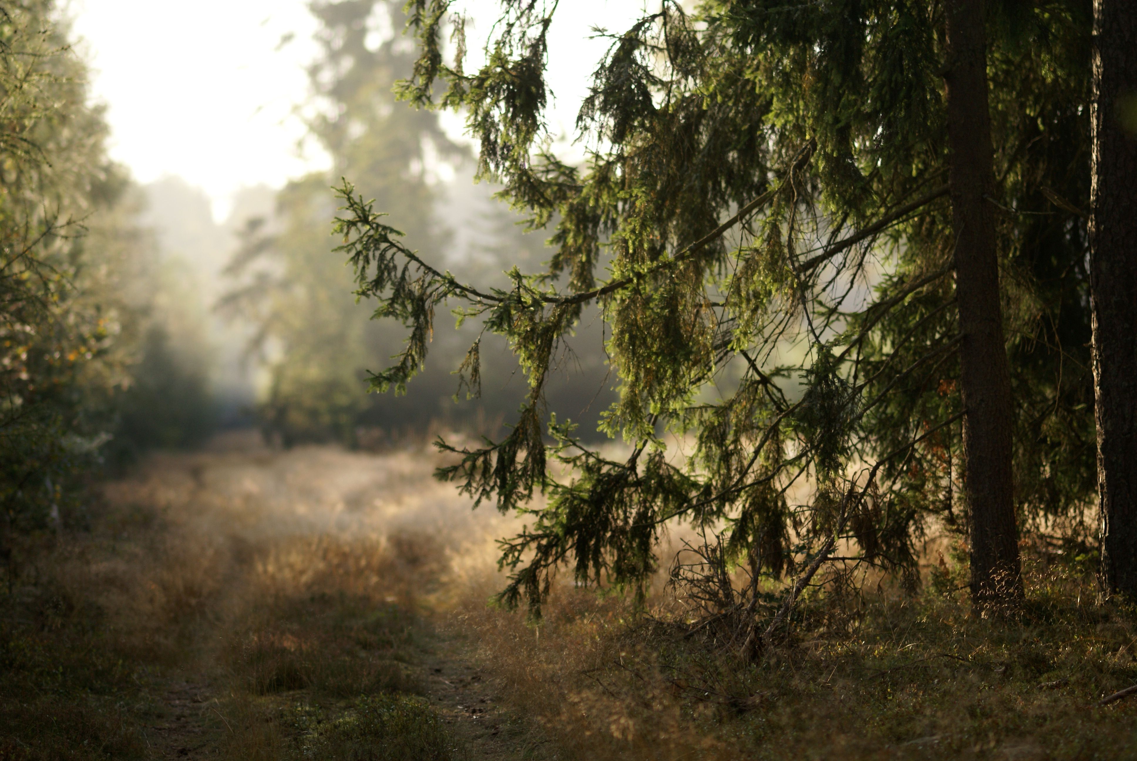 A dirt road in the woods with trees · Free Stock Photo