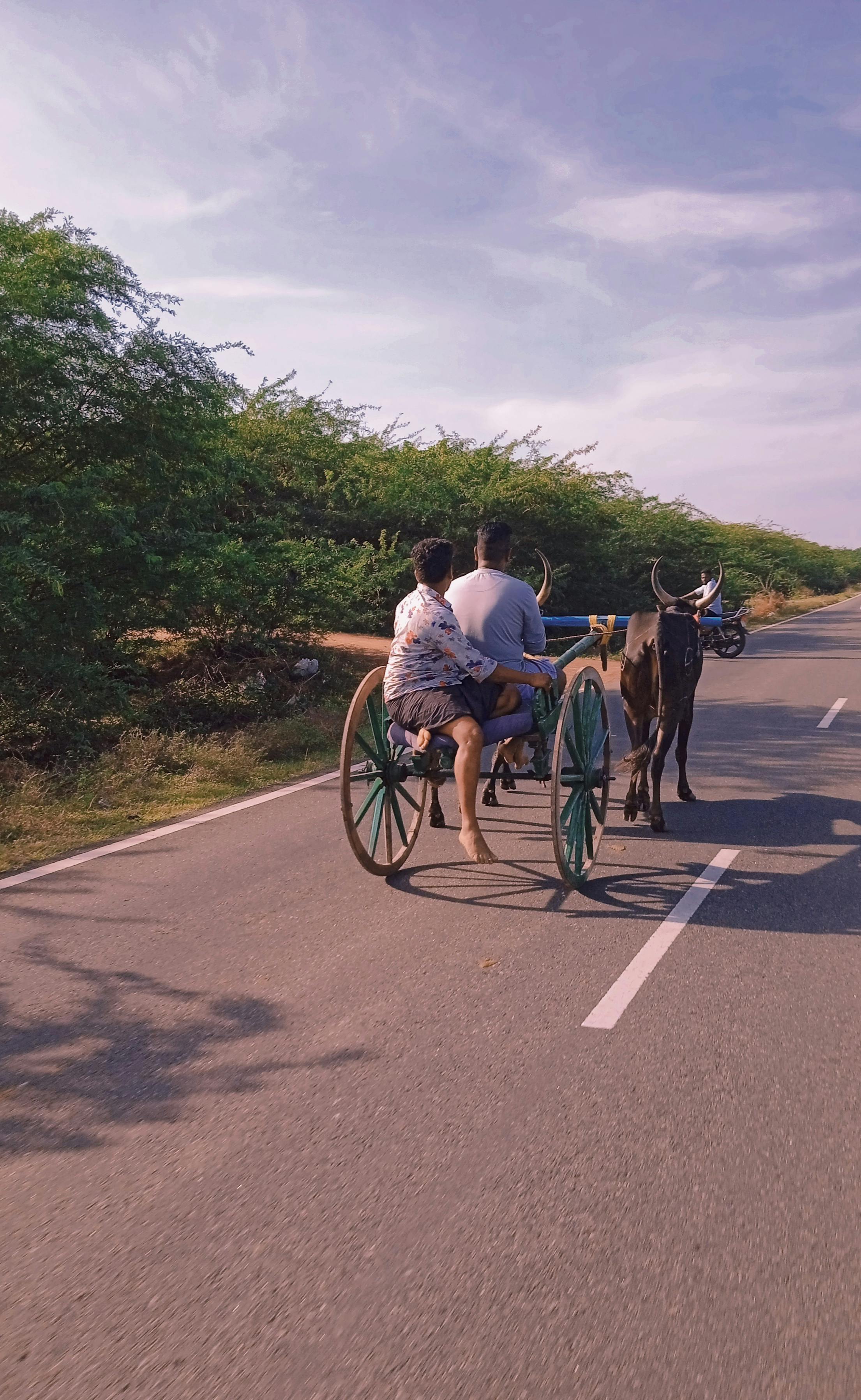 Free Experience a traditional bullock cart ride on a serene Indian road in Mimisal, Tamil Nadu. Stock Photo