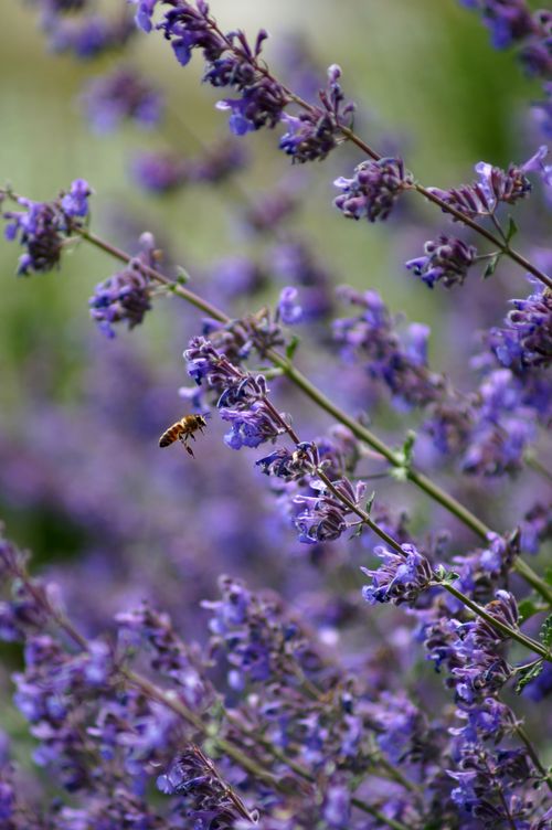 Russian Sage