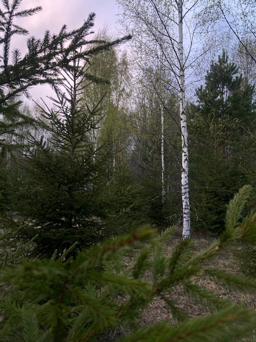 Birches and Evergreen Trees in Forest